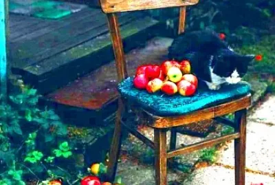 gato jigsaw puzzle