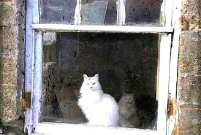 פאזל של gato