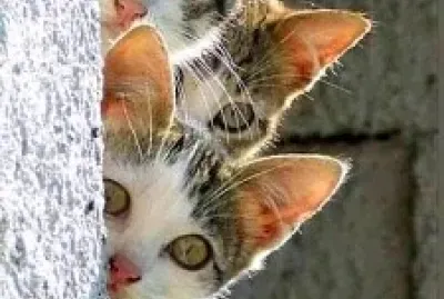 פאזל של gato
