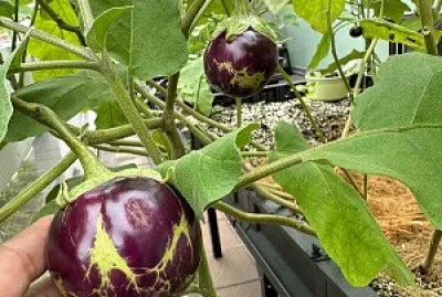 eggplant jigsaw puzzle