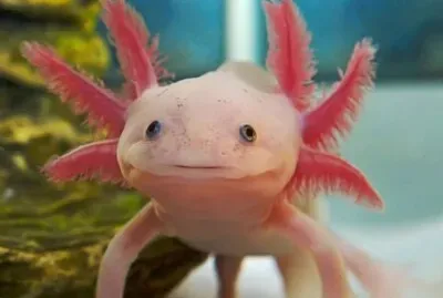Axolote jigsaw puzzle