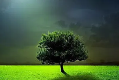 Árbol