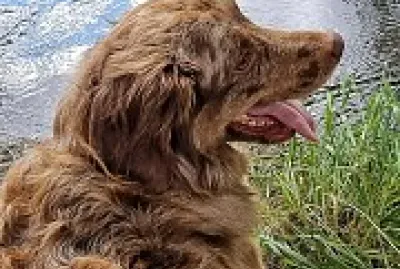 Chien jigsaw puzzle