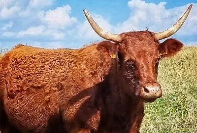vache
