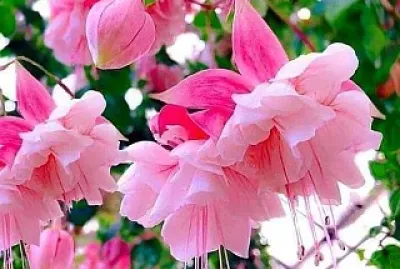 Flores