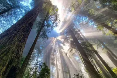 Bosque