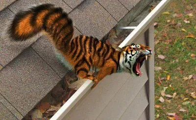 Tiger Squirrel jigsaw puzzle