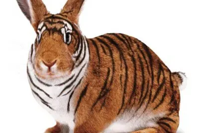 Rabbit Tiger jigsaw puzzle