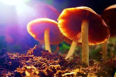 פאזל של Hongos