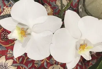 White Orchid pair
