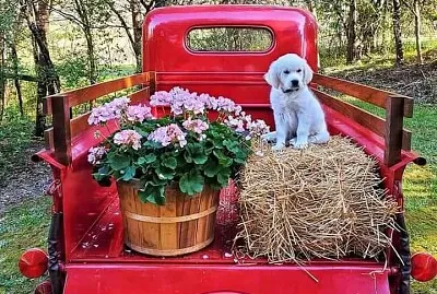 perro jigsaw puzzle