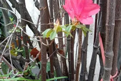 Azalea jigsaw puzzle