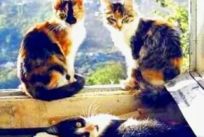 gato jigsaw puzzle