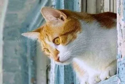 gato jigsaw puzzle