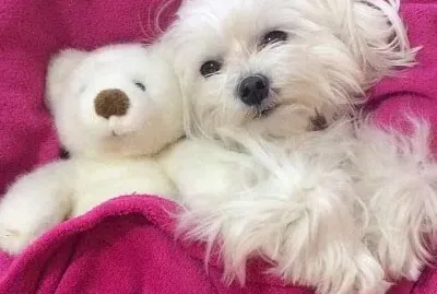 perro jigsaw puzzle