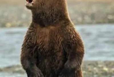 elk bear