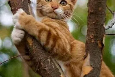 gato jigsaw puzzle
