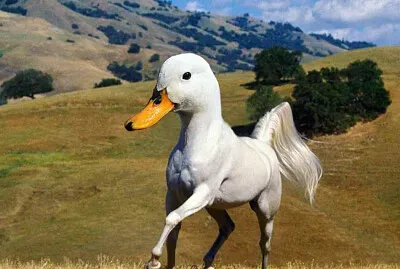 Horse Duck