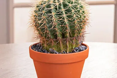 Cactus