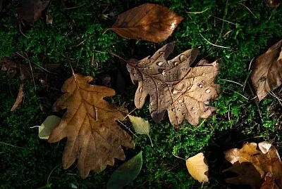 Imagem jigsaw puzzle