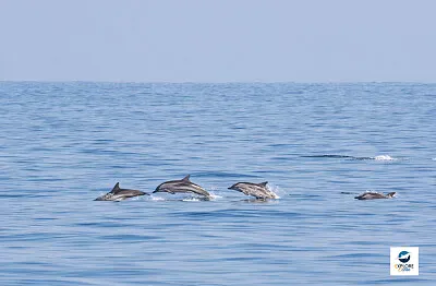Aux larges d 'Hendaye