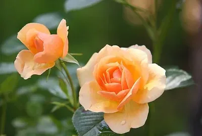 Imagem jigsaw puzzle