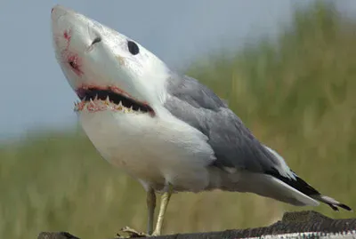 Shark Seagull