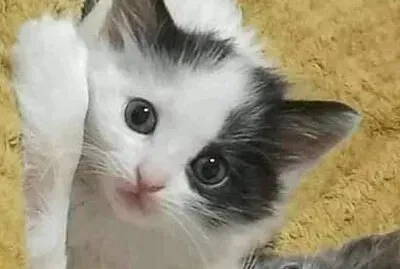 Milu