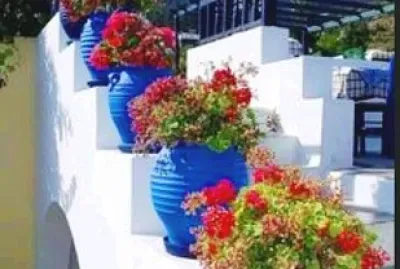 Flores