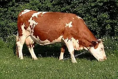 La vache laitière