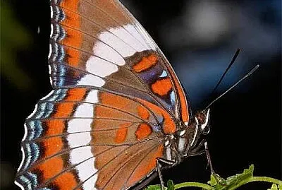 Papillon Amiral jigsaw puzzle