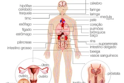 descubra todas as peças e complete!