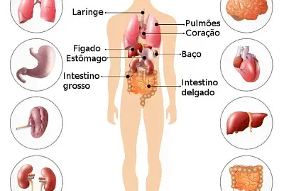 quebra cabeça corpo humano