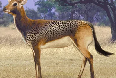 Cheetah Antelope Wilda