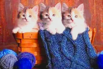gato