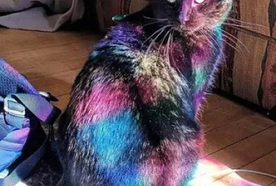 cat jigsaw puzzle
