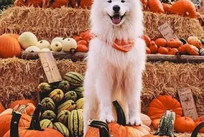 perro jigsaw puzzle