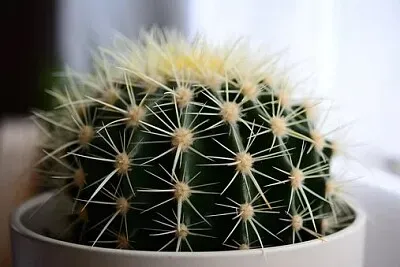 Imagem jigsaw puzzle