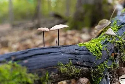 Imagem jigsaw puzzle