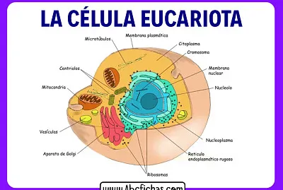Celula Eucariota
