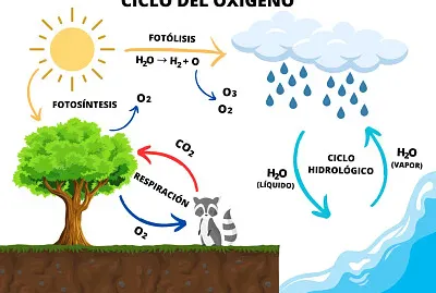 Ciclo del Oxigeno jigsaw puzzle