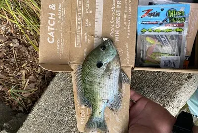 bluegill