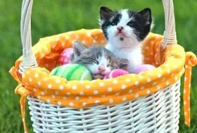 gato jigsaw puzzle