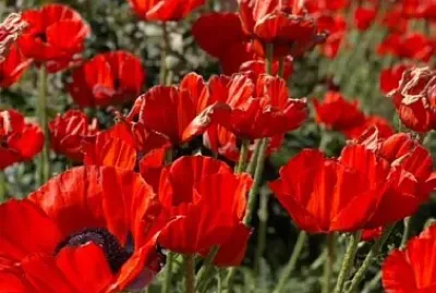 Flores