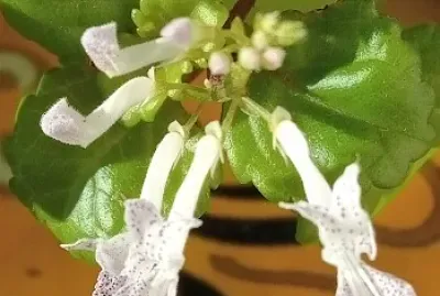 Flores jigsaw puzzle