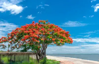Imagem jigsaw puzzle