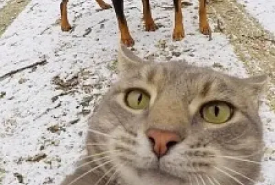 Gato y Perro