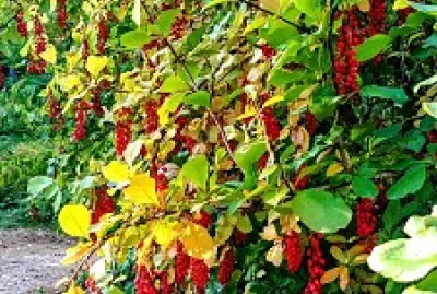 Flores