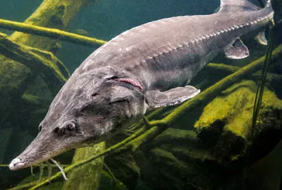 Esturion beluga de Bulgaria jigsaw puzzle