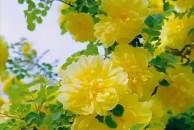 Amarillo jigsaw puzzle